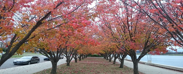 Canberra – Khúc giao mùa