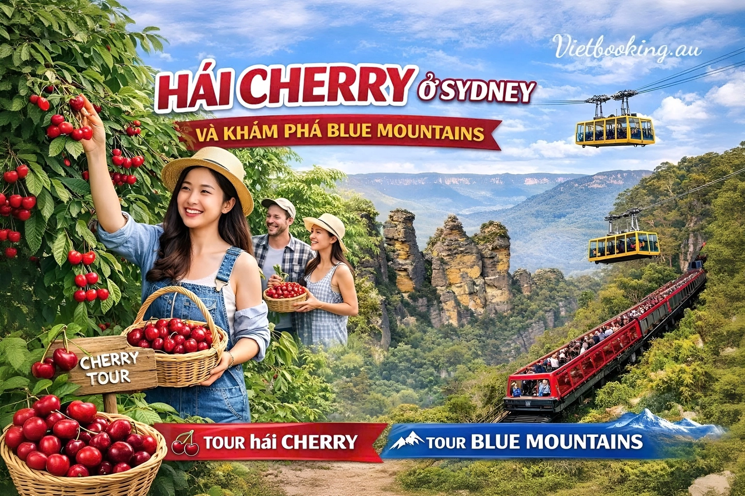 Hái Cherry Tại Sydney - Trải Nghiệm Không Thể Bỏ Lỡ