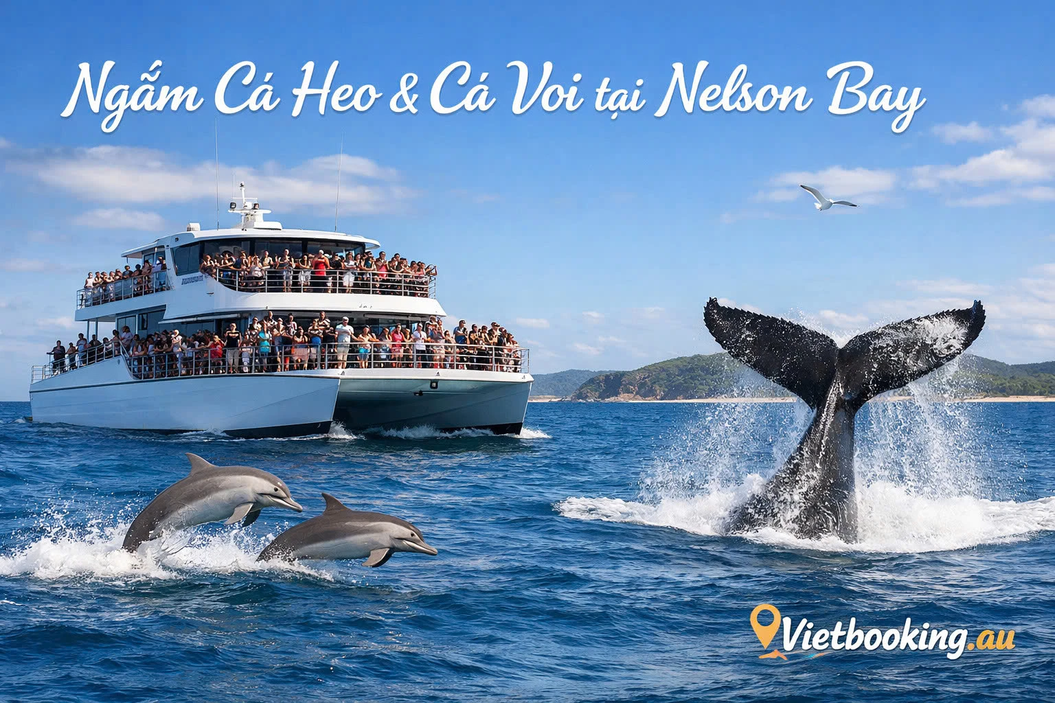 Ra khơi ngắm Cá Heo & Cá Voi tại Nelson Bay