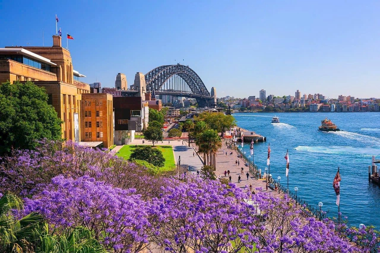 Mùa Phượng Tím Sydney – Những Hành Trình Không Thể Bỏ Lỡ