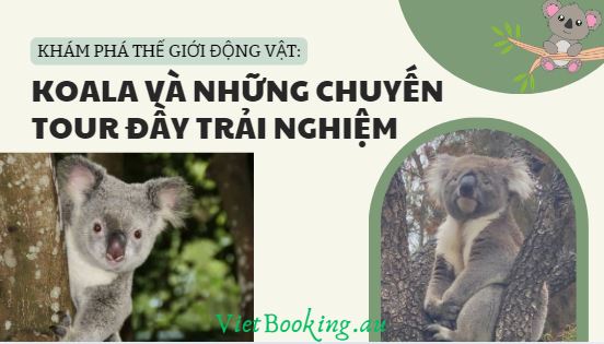 Koala và Những Chuyến Tour Đầy Trải Nghiệm