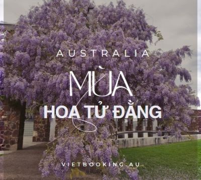 Việt booking - VietBooking - Vbooking - Hoa Tử Đằng: Biểu Tượng Của Sự Lãng Mạn Và Vẻ Đẹp Thanh Thoát