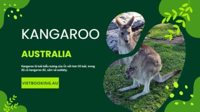 Việt booking - VietBooking - Vbooking - Kangaroo - Biểu tượng sức mạnh và tự nhiên hoang dã của nước Úc