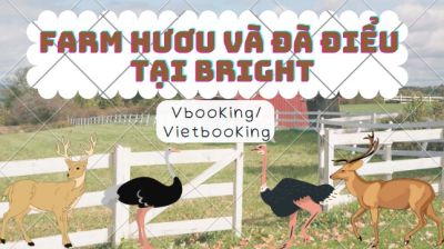 Trang trại Hươu và Đà Điểu – Trải nghiệm độc lạ không thể bỏ lỡ khi đến Bright