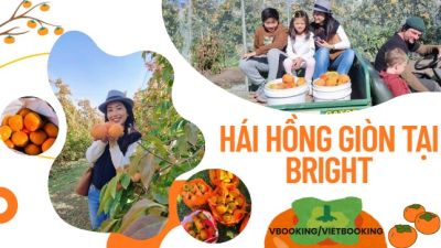 Bright Mùa Hồng – Trải Nghiệm Hái Hồng Giòn Không Hạt