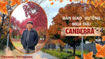 Mùa Thu Canberra – Bản Giao Hưởng Của Lá Vàng Nước Úc
