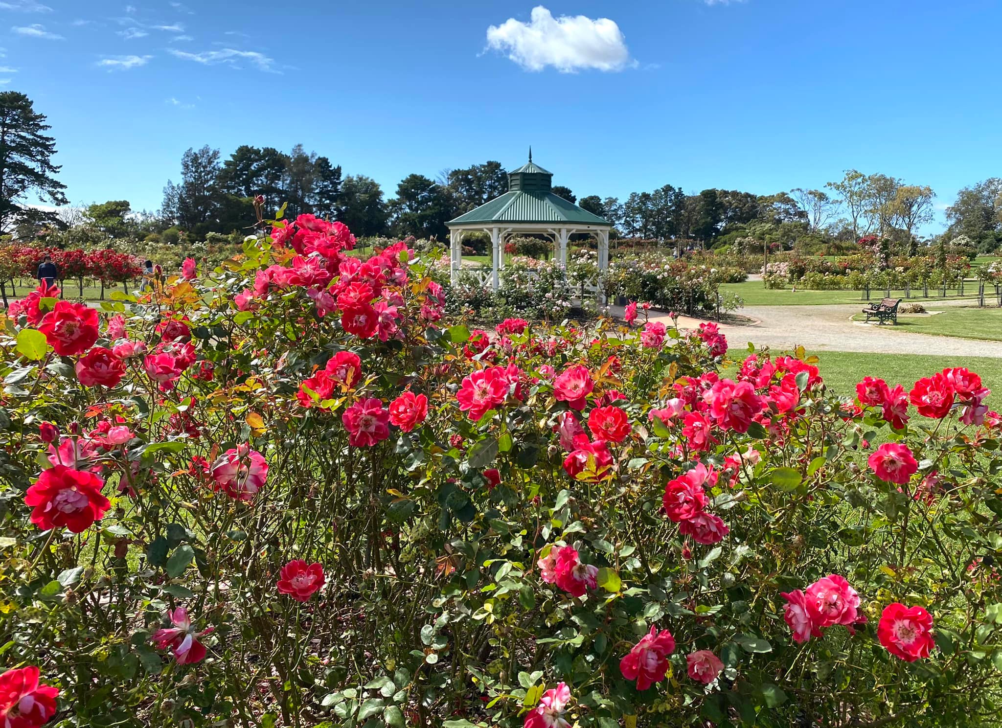 Vườn hồng Werribee