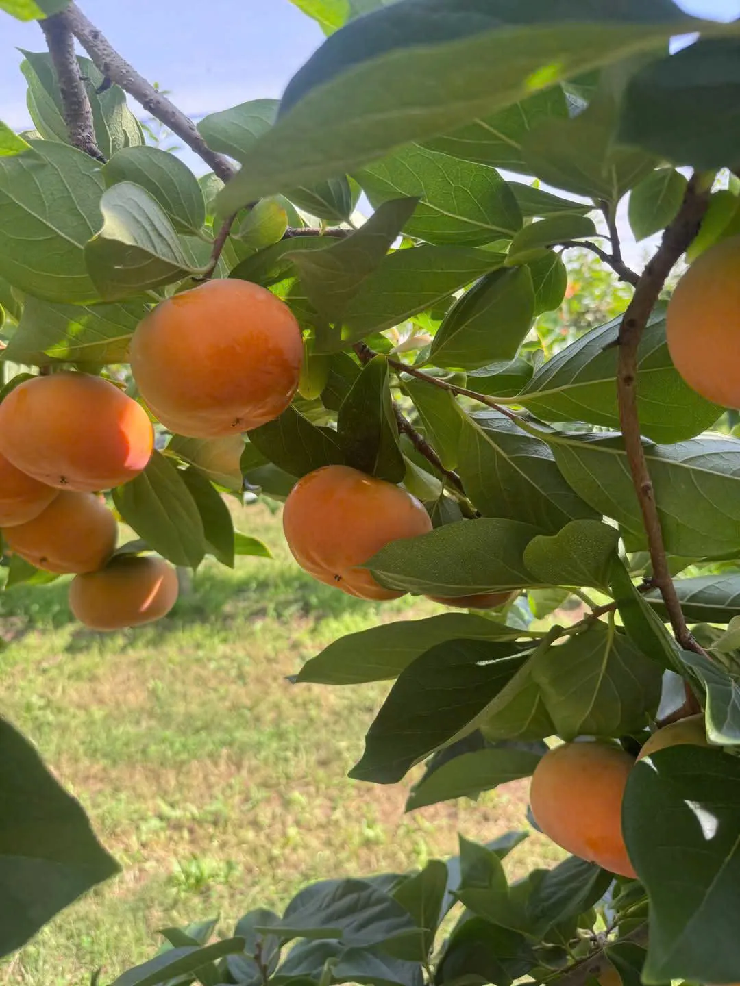 02d19a511a6fa831f17e16-1080x1440.webp (115 KB)