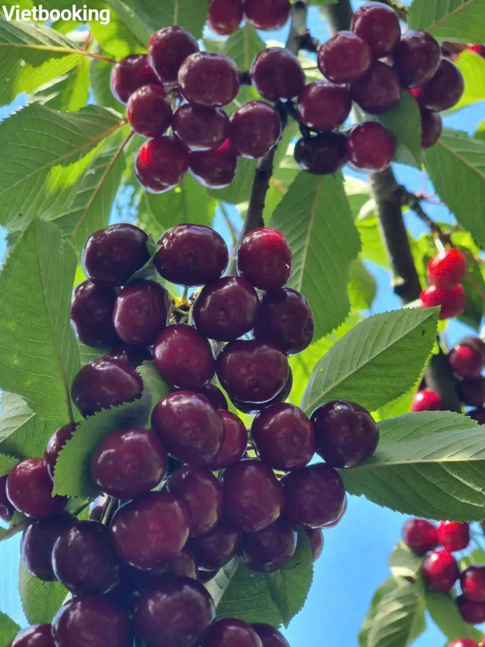 f1cad0b34908f356aa198-960x1280.webp (99 KB)