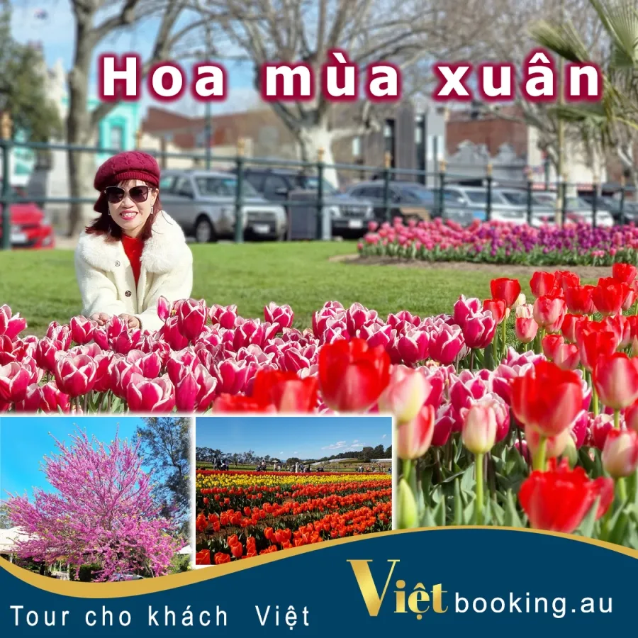 item image 407 album của tour Ngắm hoa mùa xuân