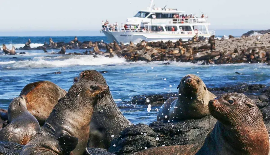 item image 183 album của tour Phillip Island - Penguins - Seals