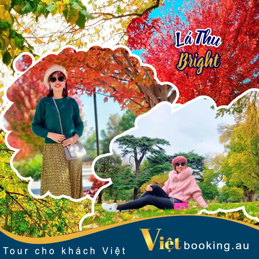 album của tour