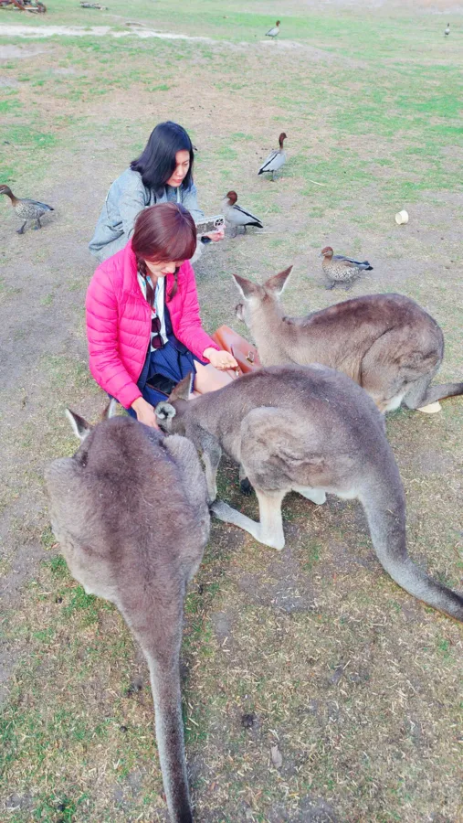 item image 297 album của tour 5-Day 4-Night Melbourne Tour