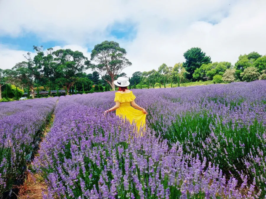 item image 388 album của tour Cherry farm và Lavender flower