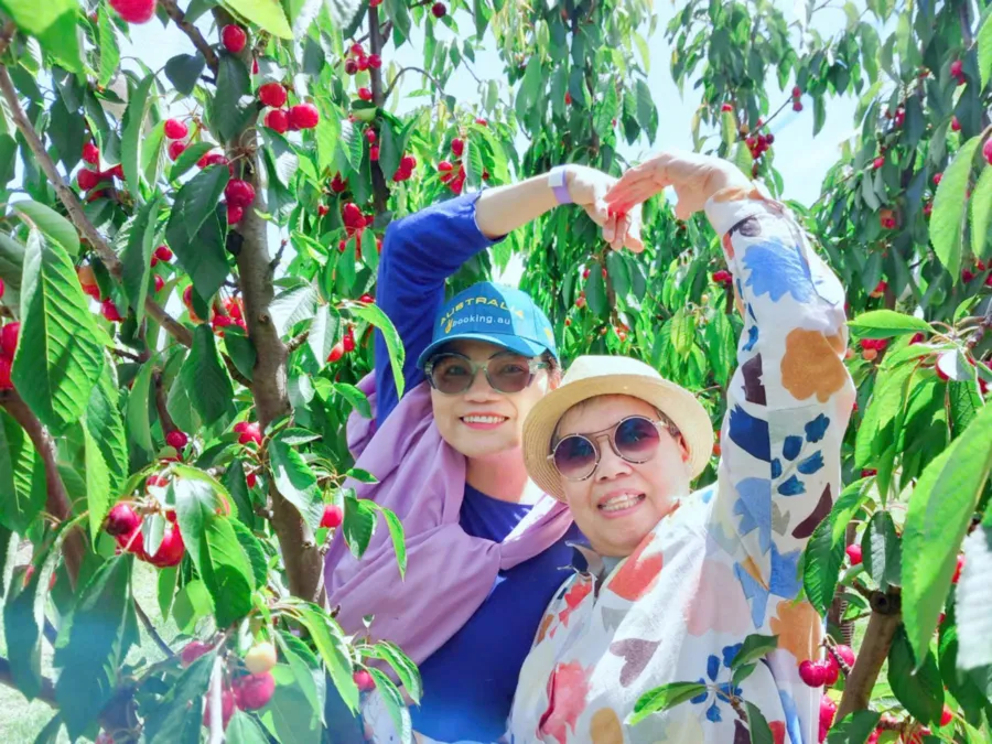 item image 811 album của tour Cherry farm và hoa Lavender