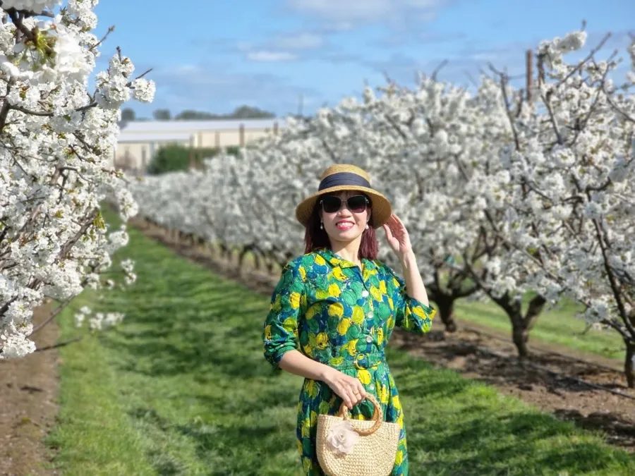 item image 803 album của tour Cherry farm và hoa Lavender