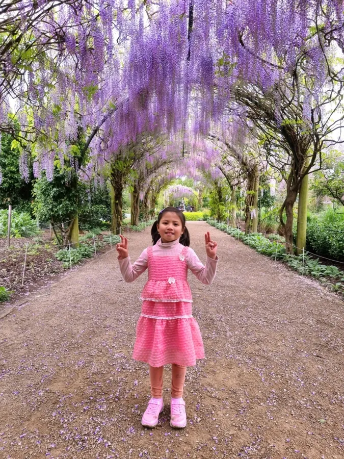 item image 390 album của tour Cherry farm và Lavender flower