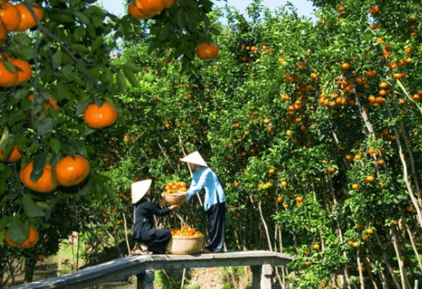 item image 425 album của tour Can Tho – Tay Do City Tour