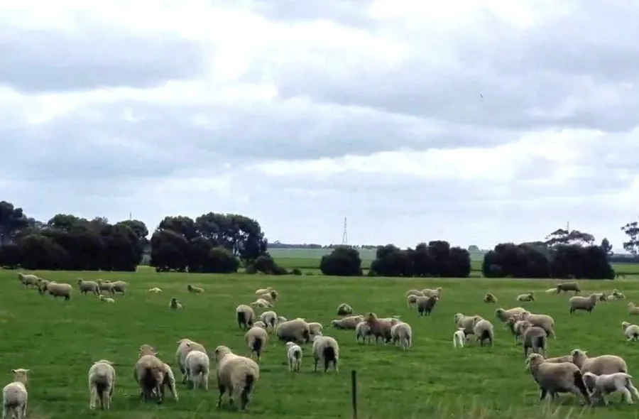 item image 851 album của tour Biển Portland và vườn địa đàng núi Gambier