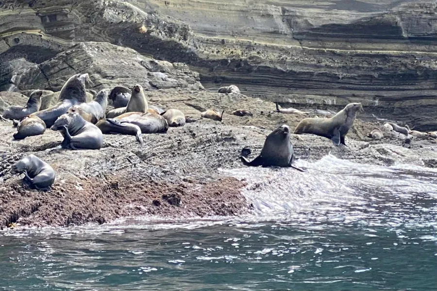 item image 852 album của tour Biển Portland và vườn địa đàng núi Gambier