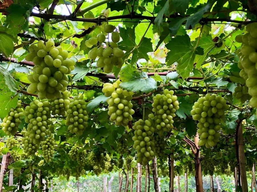 item image 448 album của tour Da Lat – Nha Trang 5 Days 4 Nights Tour